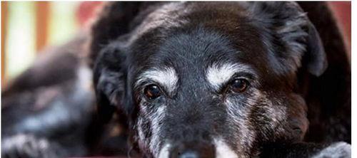 接孩子放学的网红狗狗,网红狗狗接娃放学，萌态可掬引网友热议